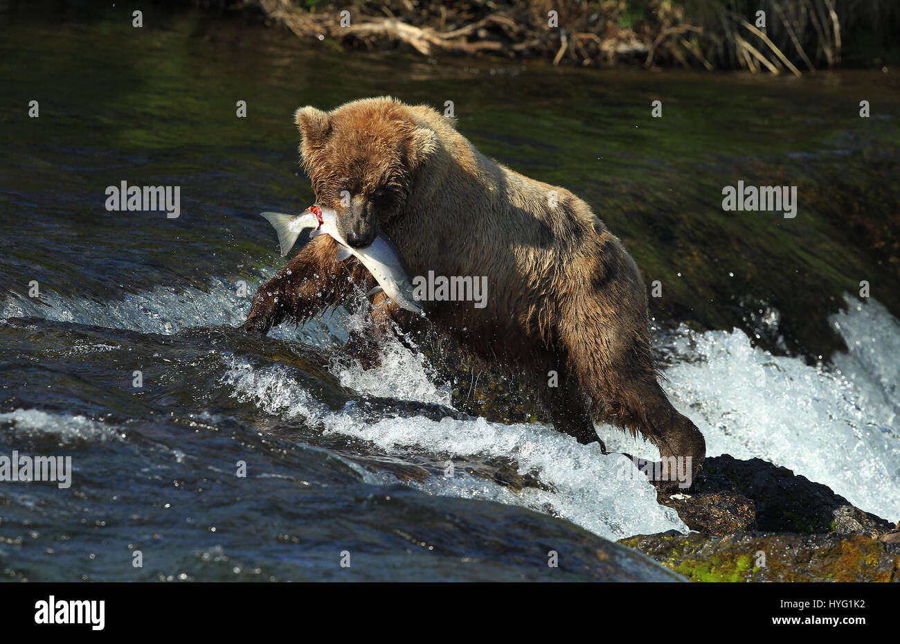 ALASKA, USA: AN EPIC Bär Schlägerei über den besten Angelplatz wurde von einem Fotografen überrascht erfasst. In einer Begegnung, die fünf Minuten dauern eine eifersüchtige Bär ersichtlich kämpft sie mit seinem Rivalen um einen Platz auf den Felsen für den besten Blick auf vorbei an Fisch zu sichern. Die sperrige Grizzlies können gesehen werden, gehen, Nase an Nase, entblößte ihre Zähne und nehmen große Seitenhiebe auf einander.  Der Kampf endete, als der Eindringling besiegt wurde und mussten sich zurückziehen zurück ins Wasser, um einen anderen Platz zu jagen finden. Weitere Bilder zeigen andere Bären glücklich an einem Angeltag, waten durch Wasser ein Stockfoto