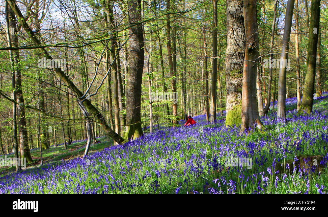 FOREST OF DEAN, UK: Ein Radfahrer macht seinen Weg durch den Wald, umgeben von Glockenblumen. Ein üppiger Teppich aus Glockenblumen hat der Forest of Dean auf spektakuläre Weise abgedeckt. Bilder zeigen das Moos bedeckten Baumstämme vollständig vom Meer von blau und grün aus diesen Frühling Zeit Favoriten umgeben. Stockfoto