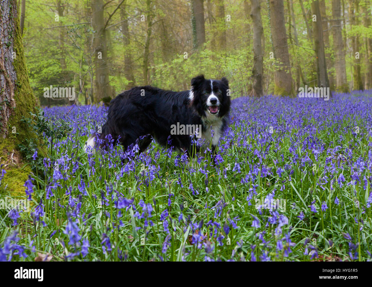 FOREST OF DEAN, UK: Ein Schäferhund, genießen Sie einen Spaziergang durch den Wald unter einem Meer von Glockenblumen.  Ein üppiger Teppich aus Glockenblumen hat der Forest of Dean auf spektakuläre Weise abgedeckt. Bilder zeigen das Moos bedeckten Baumstämme vollständig vom Meer von blau und grün aus diesen Frühling Zeit Favoriten umgeben. Stockfoto