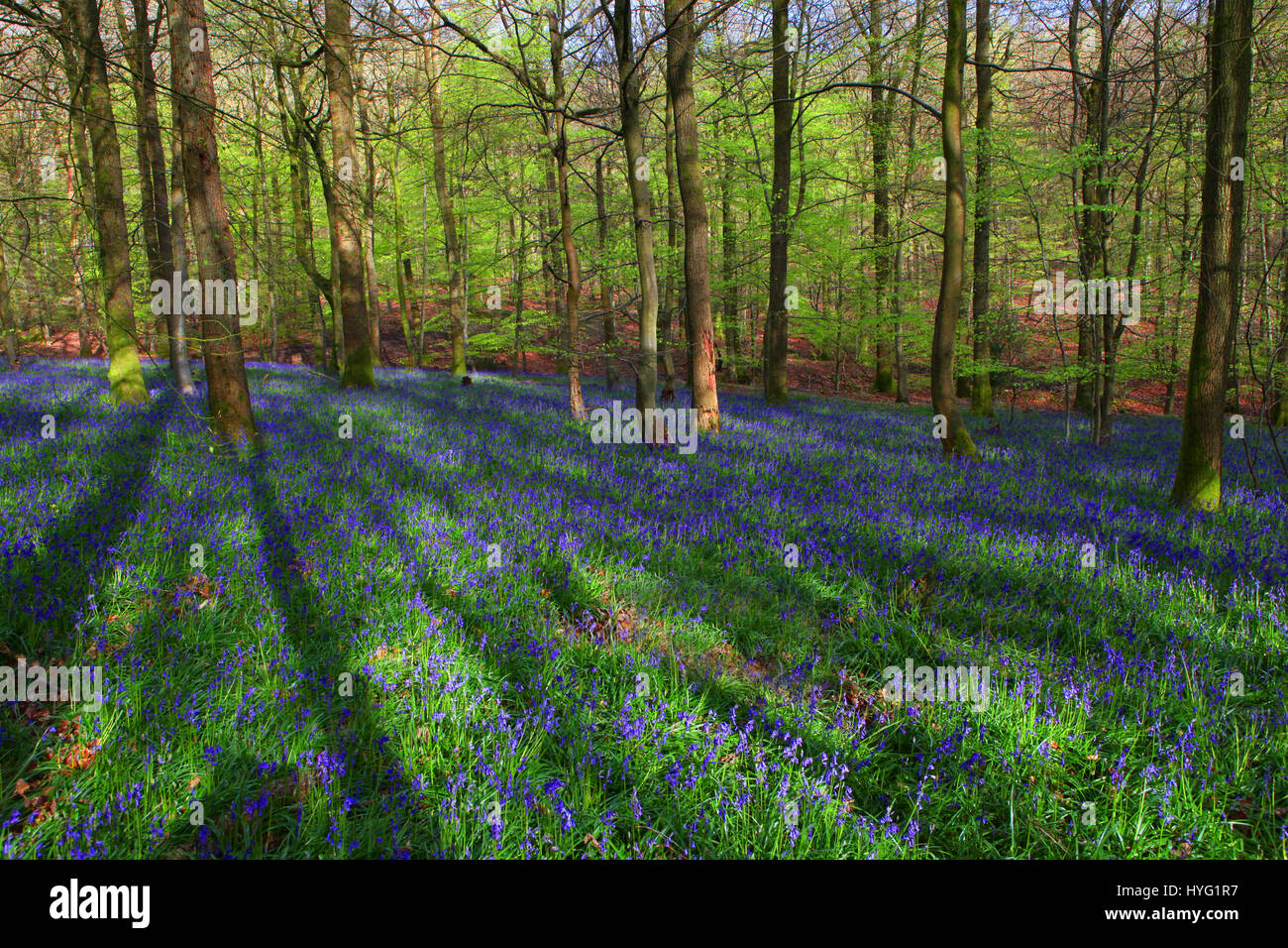 FOREST OF DEAN, UK: A üppigen Teppich aus Glockenblumen hat der Forest of Dean auf spektakuläre Weise abgedeckt. Bilder zeigen das Moos bedeckten Baumstämme vollständig vom Meer von blau und grün aus diesen Frühling Zeit Favoriten umgeben. Stockfoto