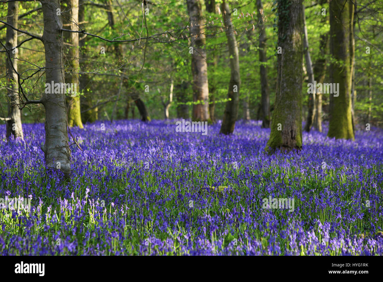 FOREST OF DEAN, UK: A üppigen Teppich aus Glockenblumen hat der Forest of Dean auf spektakuläre Weise abgedeckt. Bilder zeigen das Moos bedeckten Baumstämme vollständig vom Meer von blau und grün aus diesen Frühling Zeit Favoriten umgeben. Stockfoto