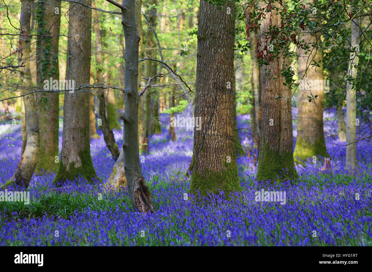 FOREST OF DEAN, UK: A üppigen Teppich aus Glockenblumen hat der Forest of Dean auf spektakuläre Weise abgedeckt. Bilder zeigen das Moos bedeckten Baumstämme vollständig vom Meer von blau und grün aus diesen Frühling Zeit Favoriten umgeben. Stockfoto