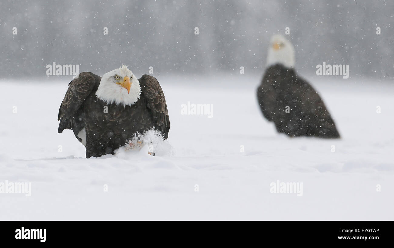 NOVA SCOTIA, Kanada: Actionreiche Aufnahmen der Weißkopf-Seeadler Streit um Nahrung und spielerisch treten Schnee nur fünfundzwanzig Fuß entfernt wurden entnommen. Bilder zeigen eine Einberufung oder eine Gruppe von mächtigen Raubtiere, die zu den besten Bissen von Grub Verschrottung.  Andere Bilder zeigen, dass die Vögel in einer Reihe von Bäumen halten einen Sicherheitsabstand von einander ausgebreitet.  Ein festliches Adler sieht aus wie er auf einen Weihnachtsbaum sitzt. Kanadische Management Spezialist Denis Dumoulin (51) verbrachte eine Woche trotzen der Kälte um diese unglaubliche Bilder in The Bay Of Fundy, Nova Scotia zu fangen. Stockfoto