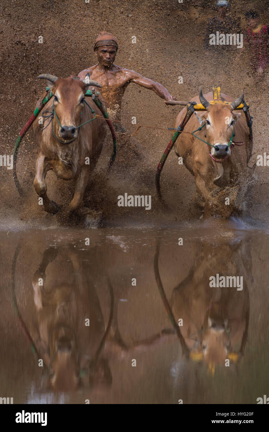 BATU SANGKAR, Indonesien: Spektakuläre Bilder von Landwirten, die ihre Preis-Bullen durch Schlamm Rasen werden Ihr Puls festgelegt. Bilder zeigen, wie der mutige Konkurrenten in dieser Saison Rennen vor nichts zurück, um die Stärke der ihre Stiere und ihre Fähigkeit durch das schwierigste Gelände Rennen beweisen stoppt. Malaysische Fotograf Mohd Irman Ismail nahm die Bilder während des Pacu Jawi-Festivals in Batu Sangkar, West-Sumatra, Indonesien. Stockfoto