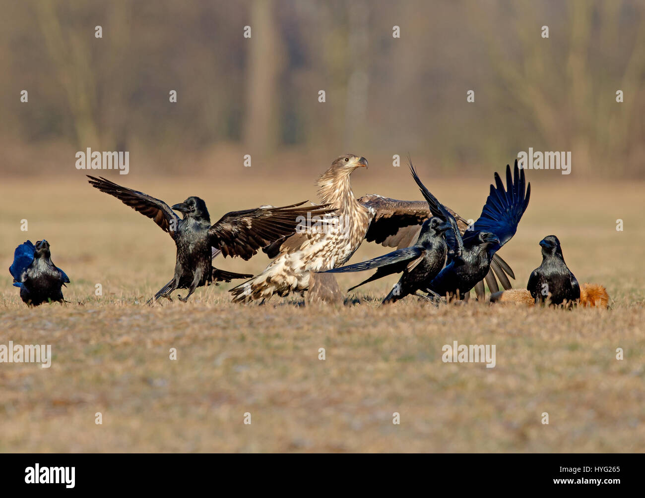 Furchtloser vogel Fotos und Bildmaterial in hoher Auflösung Alamy