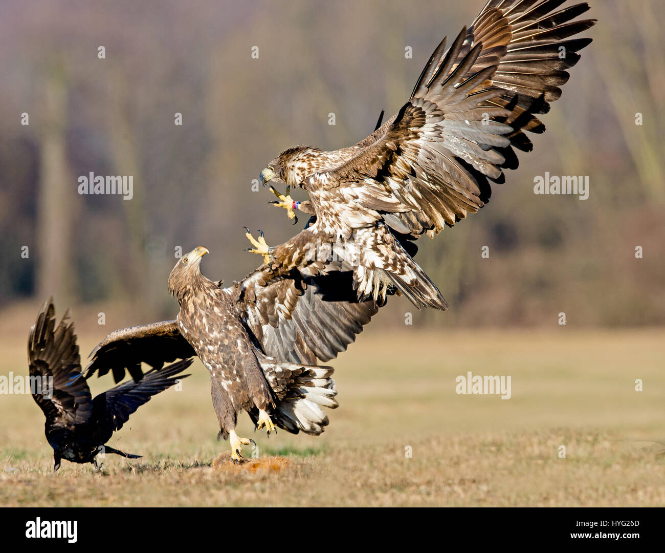 DĘBOWO, Polen: Eine epische Schlacht zwischen zwei Seeadler kommen zusammen in einen mächtigen Kampf der die Krallen stattgefunden hat. Die Schlachtfeld-Bilder zeigen eine gewaltige Raubtier Abbau eines Fuchses und dann versucht, ein furchtloser Wettbewerber abwehren.  Die beiden Rivalen kann gesehen gehen Talon-Talon über mehrere Runden versucht, die Fuchs-Karkasse für sich beanspruchen.  In der Zwischenzeit sind einige Berechnung Krähen auf der Bühne, schlau immer ihre Krallen auf der Karkasse und der Birds Of Prey bestehlen abgebildet.  Im Handumdrehen lustige Finale einen Adler zeigt sich suchen verblüfft durch den Verlust von Stockfoto