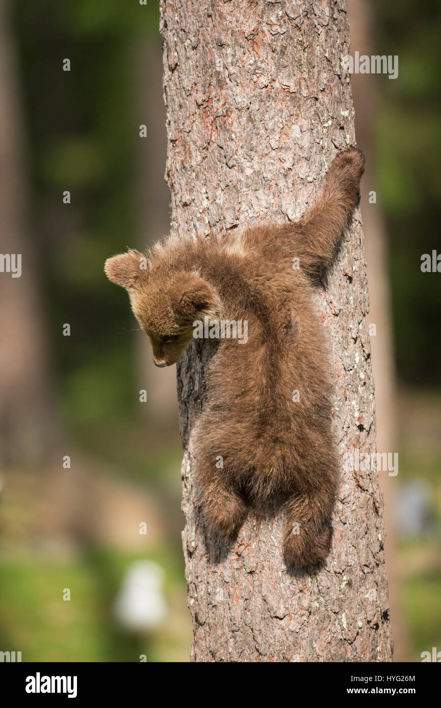 KAINUU, Finnland: Die SÜßESTE kleine Bär Familie haben wurden schnappte genießt einen Tag im Wald von einem britischen Fotografen. Bilder zeigen, dass Mama Bär wacht über ihre zwei kleinen neugierigen jungen gehen am Kletterbäume haben.  Mama Bär kann auch gesehen werden, mitmachen und die Babys zeigt, wie es gemacht wird. Andere Bilder zeigen, dass die kuscheligen süßen spielen, kämpfen, mit einem Geschwister umarmen und chillen, eine Pause von Aktivitäten.  Fotograf Janette von Llanigon Hill, reiste Herefordshire in das Herz des Waldes Taiga in Finnland um einen Blick auf diese wilde Braunbären in ihrer natürlichen h Stockfoto