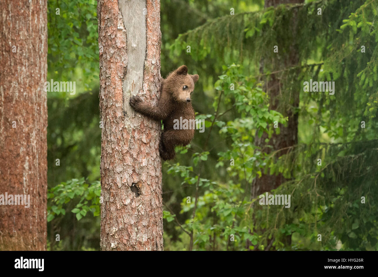 KAINUU, Finnland: Die SÜßESTE kleine Bär Familie haben wurden schnappte genießt einen Tag im Wald von einem britischen Fotografen. Bilder zeigen, dass Mama Bär wacht über ihre zwei kleinen neugierigen jungen gehen am Kletterbäume haben.  Mama Bär kann auch gesehen werden, mitmachen und die Babys zeigt, wie es gemacht wird. Andere Bilder zeigen, dass die kuscheligen süßen spielen, kämpfen, mit einem Geschwister umarmen und chillen, eine Pause von Aktivitäten.  Fotograf Janette von Llanigon Hill, reiste Herefordshire in das Herz des Waldes Taiga in Finnland um einen Blick auf diese wilde Braunbären in ihrer natürlichen h Stockfoto