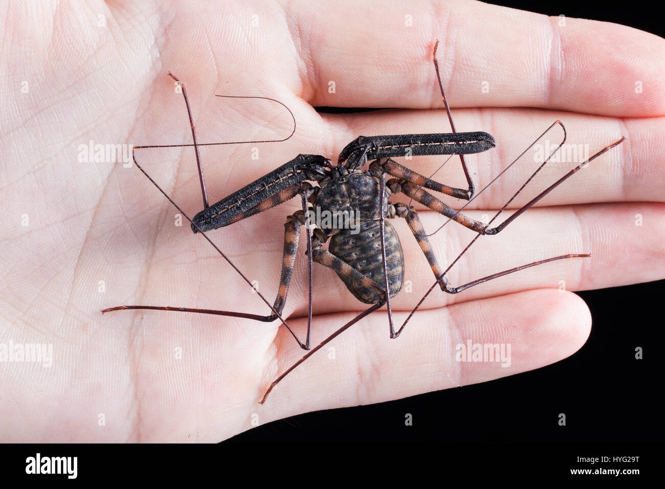 HERIC, Frankreich: Könnte dieses gruselige Insekt hässlichste Mutter Naturs. Bilder zu zeigen, was aussieht wie ein tödlicher Skorpion, aber eigentlich eine Mumie Amblypygi trägt bis zu 48 junge auf dem Rücken. Die Detailaufnahmen zeigen die Eizellen verpackt innerhalb der durchsichtigen Ei Sac, die später schlüpfen und Position auf ihrer Mutter zurück zu nehmen, bis sie bereit sind, sich zu bewegen und Leben auf eigene Faust. Jordan Cadiot (20) ein Student aus Heric, Frankreich kombiniert seine Liebe zur Fotografie und schnappt, Krabbeltiere, diese komplizierten zu produzieren. Stockfoto