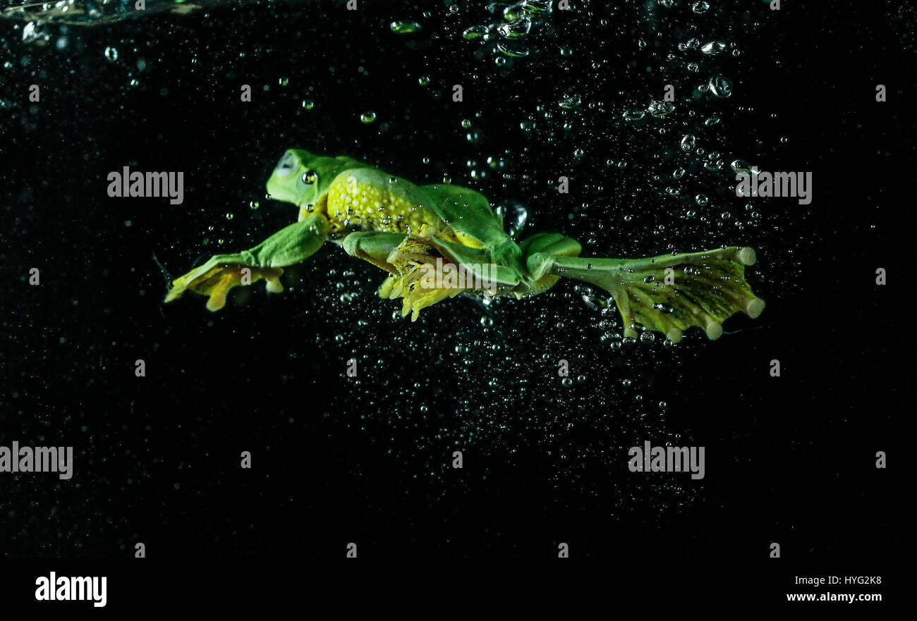 Wie Lange Kann Ein Frosch Unter Wasser Bleiben www.alamy.de