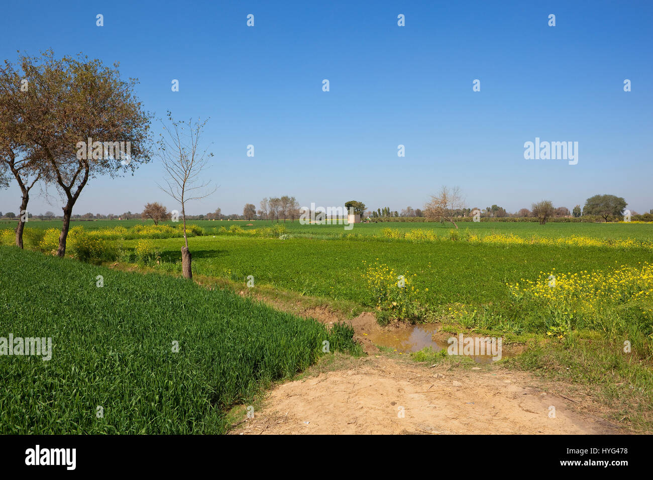 Weizen-gelbe Blüte Senf und Futter Pflanzen im ländlichen Rajasthan Indien mit Bäumen und Dörfer unter strahlend blauem Himmel Stockfoto