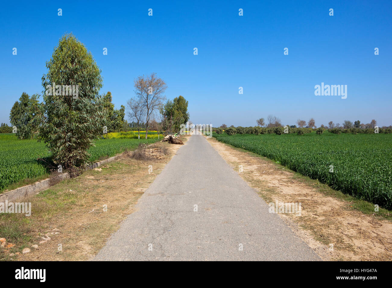 eine kleine Landstraße in Rajasthan Indien mit Bäumen Weizen und Senf Kulturen mit jungen Obstgärten unter strahlend blauem Himmel Stockfoto
