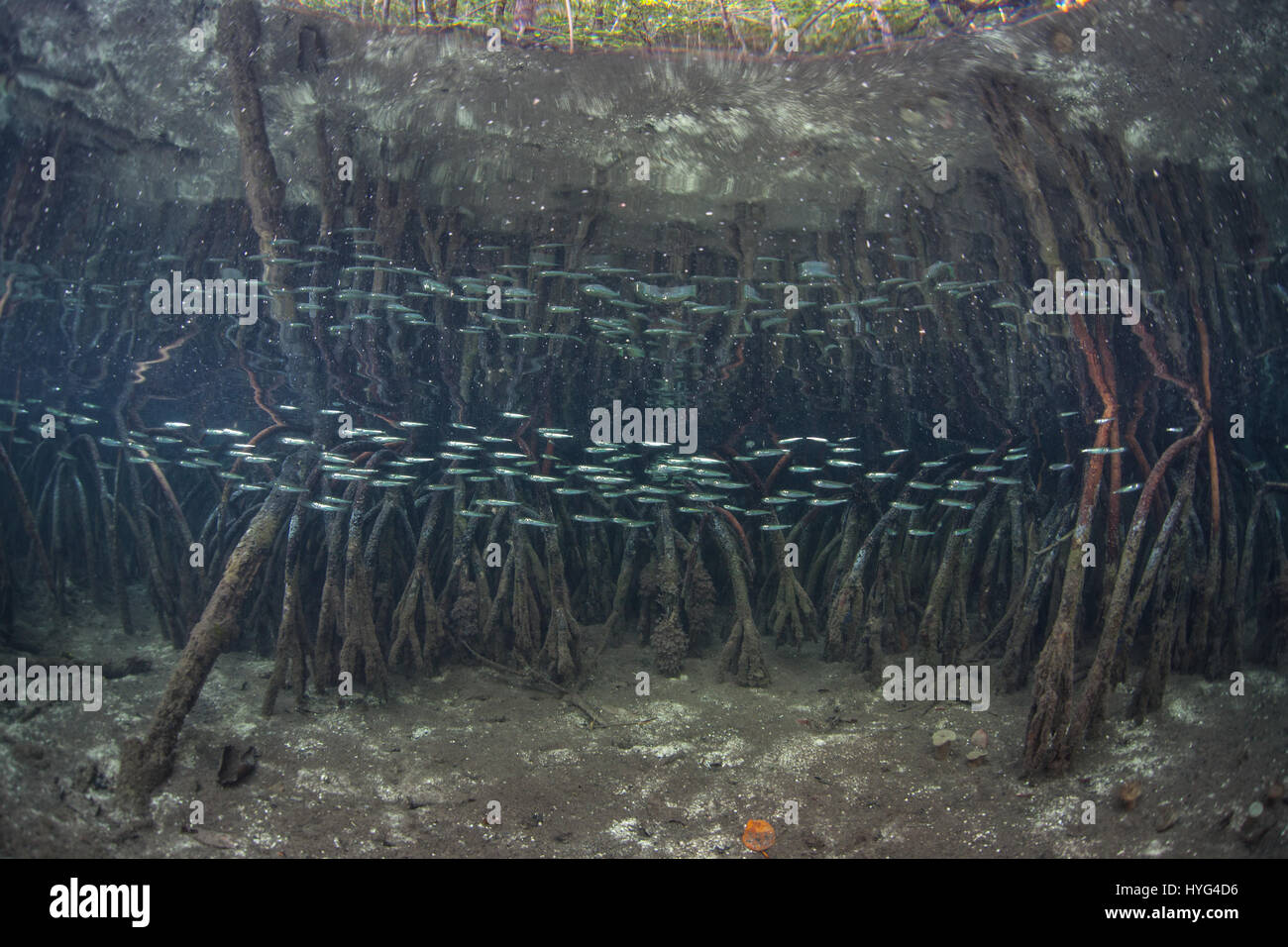 Ein blaues Wasser Mangrovenwald wächst in Raja Ampat, Indonesien. Dieser entlegenen Gegend ist bekannt für seine spektakulären Artenvielfalt. Stockfoto