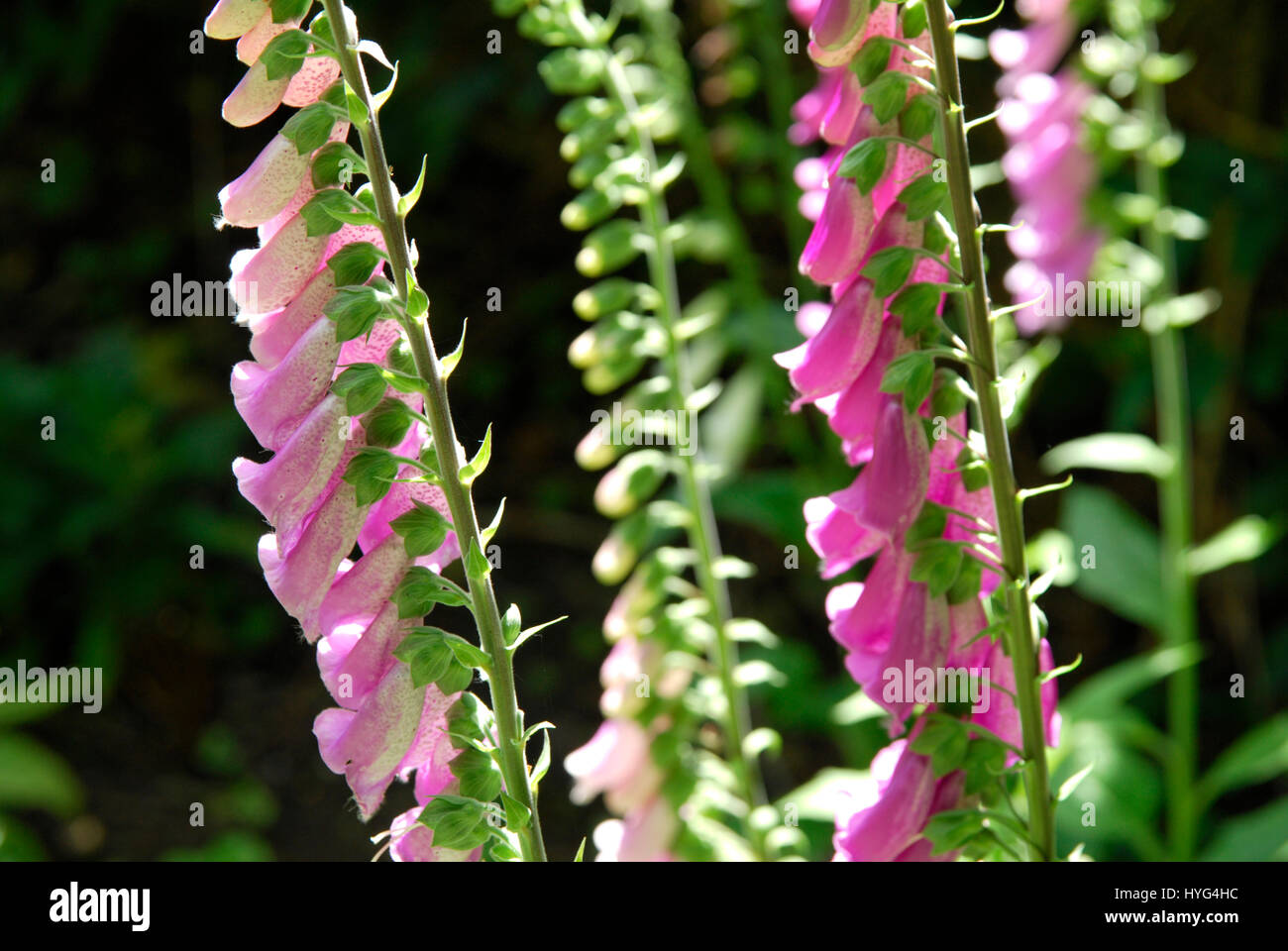 Fingerhut in voller Blüte im Juni. Mit Hintergrundbeleuchtung Stockfoto