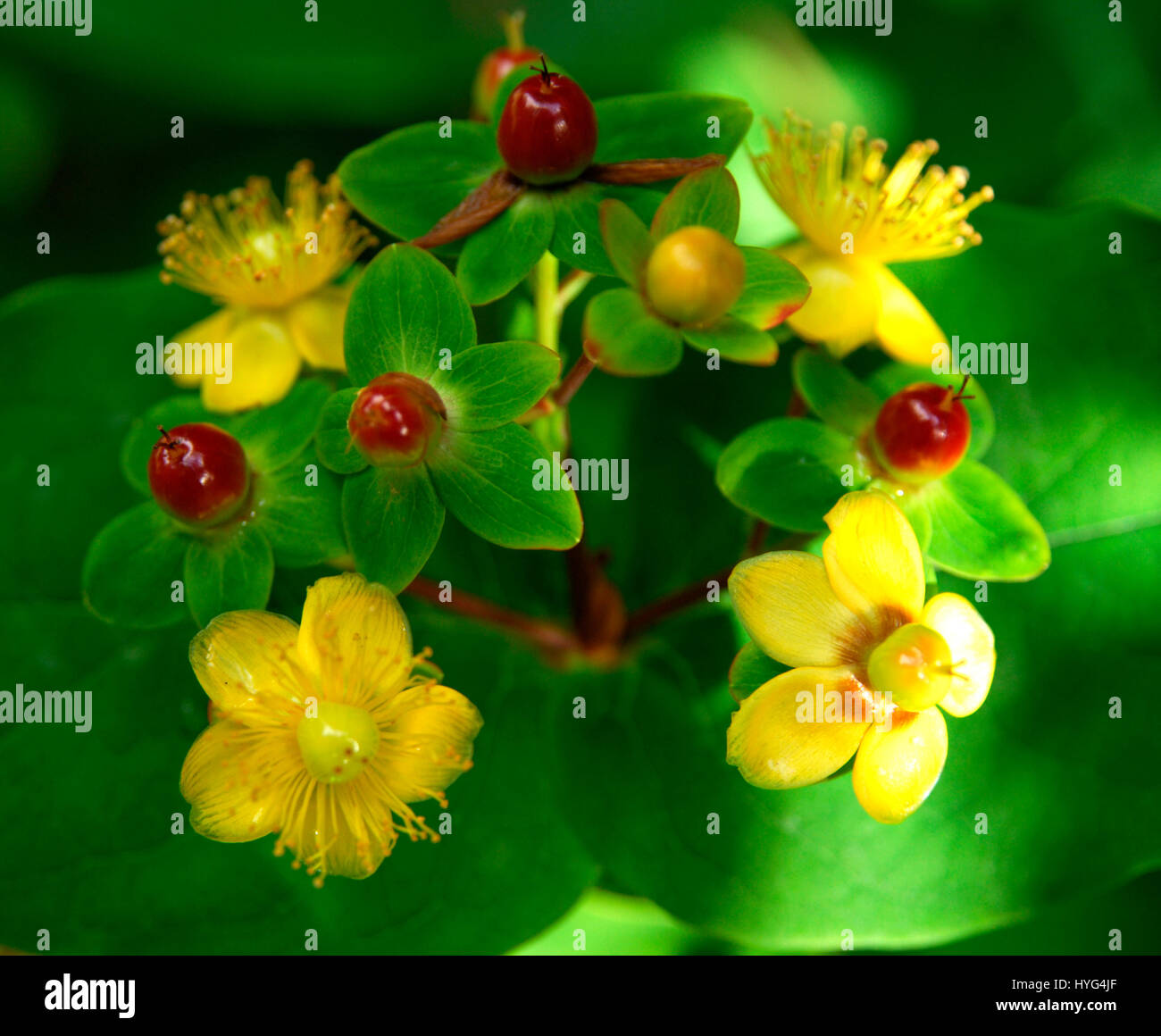 Strauch Rote Beeren Gelbe Blüten eine Sammlung schoner Blumenbilder