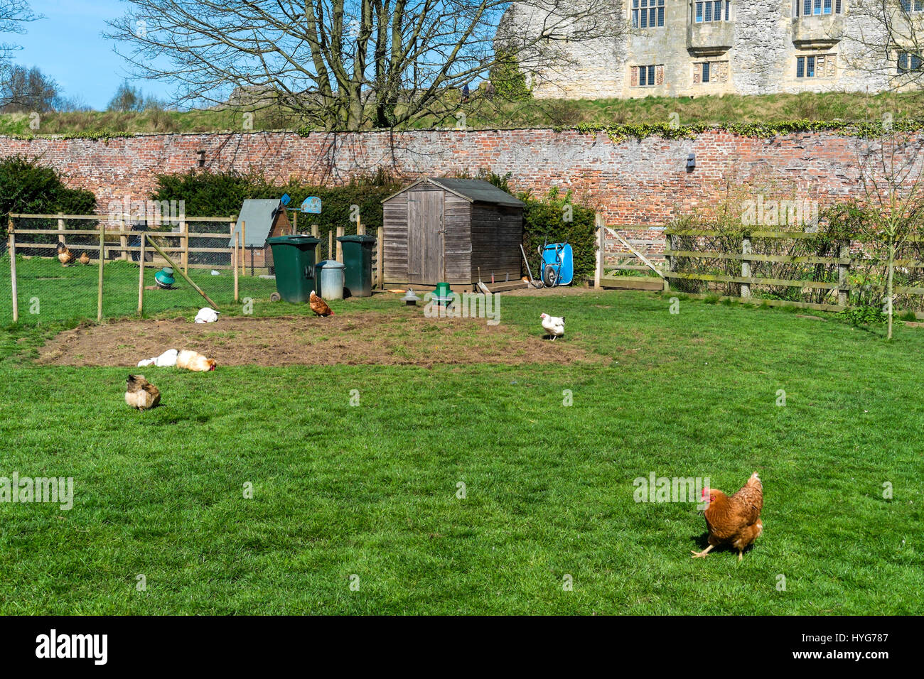 Ein Stift mit Freilandhaltung Pedigree Geflügel auf dem Display an Helmsley ummauerten Garten North Yorkshire Stockfoto