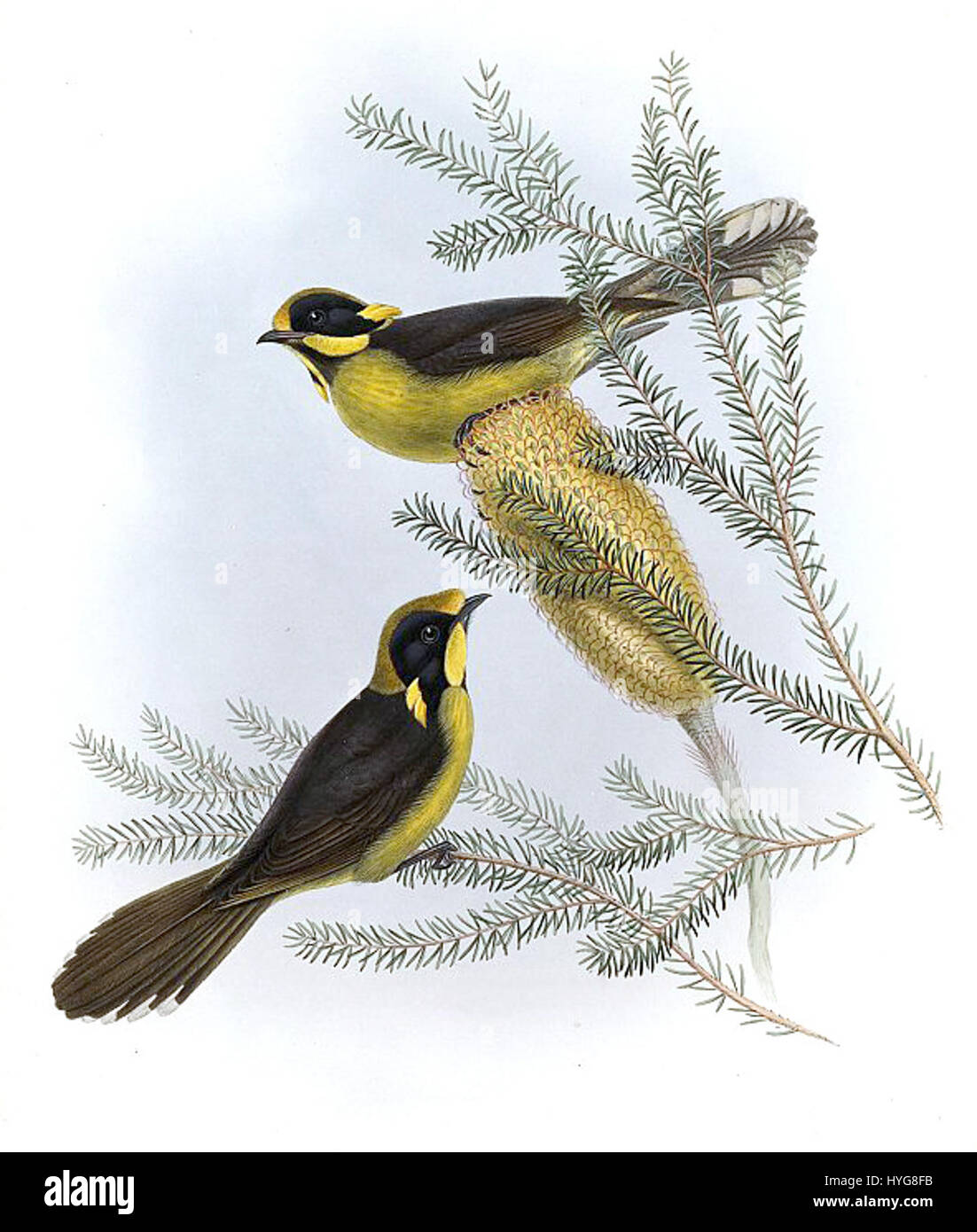 Der Lichenostomus melanops cassidix ist eine in Australien heimische Unterart des Honeyeatvogels. Bekannt für ihr markantes schwarz-gelbes Gefieder, gedeiht diese Art in bewaldeten Gebieten und ernährt sich hauptsächlich von Nektar. Sein Lebensraum konzentriert sich auf die südlichen Regionen Australiens, wo er eine Rolle bei der Bestäubung spielt. Stockfoto
