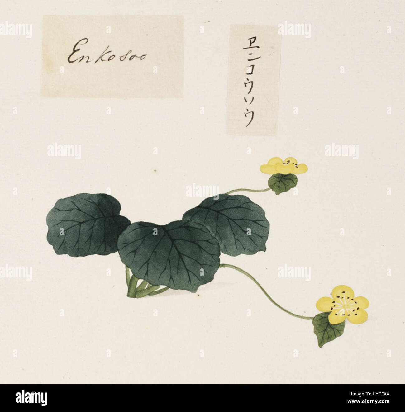 Diese botanische Illustration von Kawahara Keiga zeigt die Art Caltha palustris var. Enkoso, eine Vielzahl von Sumpfblumen. Die im frühen 19. Jahrhundert entstandene Zeichnung ist Teil der Sammlung Siebold und bekannt für ihre präzise Erfassung der Details der Anlage. Stockfoto
