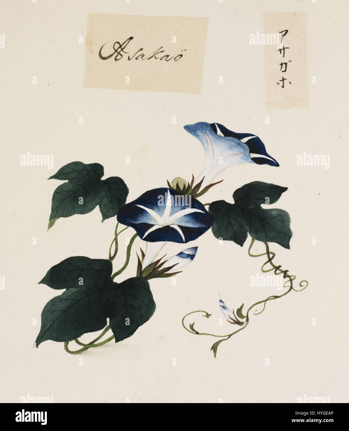 Eine detaillierte Bleistiftzeichnung und Aquarellfarbe von Ipomoea Nil, einer blühenden Pflanzenart, die von Kawahara Keiga zwischen 1823 und 1829 geschaffen wurde. Dieses Stück ist Teil der Siebold-Sammlung des Naturalis Biodiversity Center. Stockfoto
