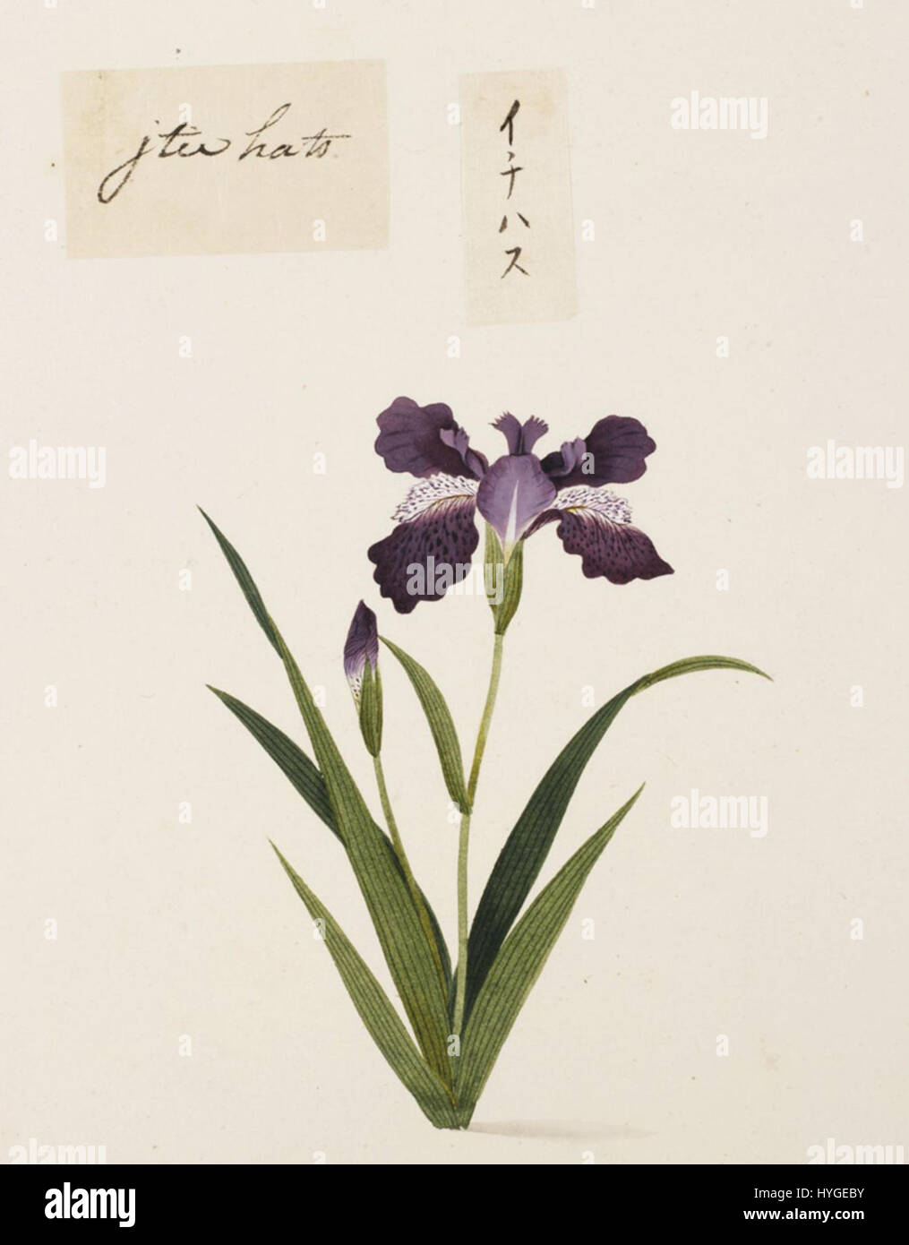 Die Bleistiftzeichnung und Aquarellfarbe von Kawahara Keiga, die zwischen 1823 und 1829 entstanden ist, zeigt eine nicht identifizierte Pflanze. Dieses Stück befindet sich in der Sammlung Siebold im Naturalis Biodiversity Center und ist ein Beispiel für Keigas botanische Illustrationen, die wissenschaftliche Beobachtung mit künstlerischem Können verbinden. Stockfoto