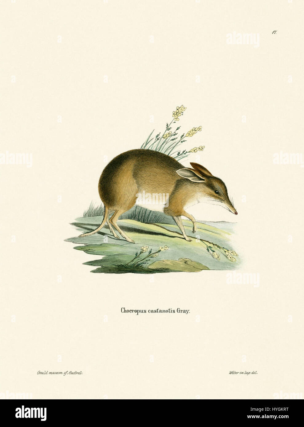 John Gould, footed Schwein Bandicoot (19. Jahrhundert) Stockfoto