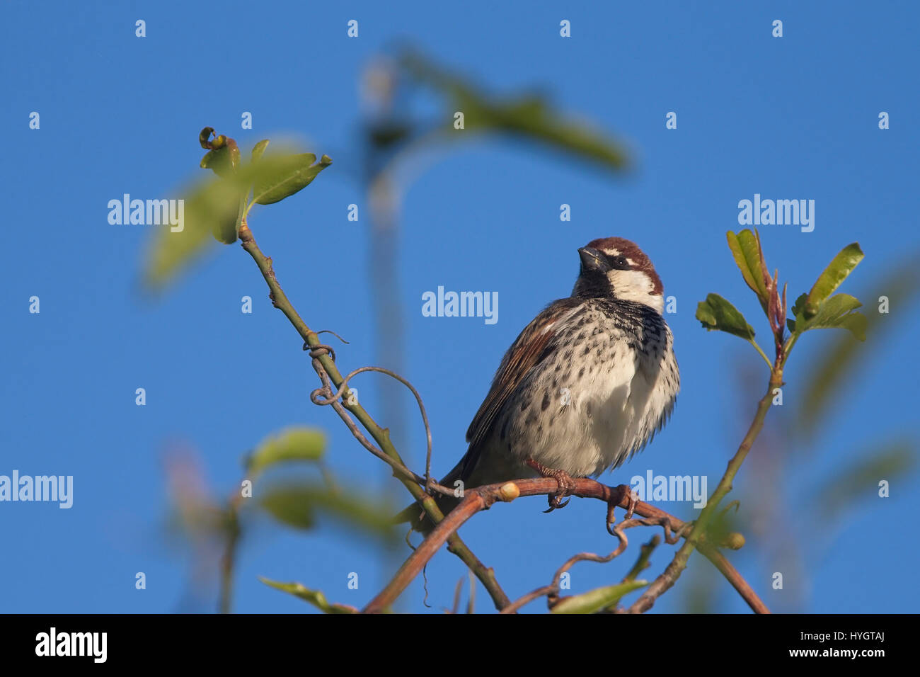 Spanisch Spatz (Passer Hispaniolensis), männliche in einem Baum vor blauem Himmel, Droushia, Zypern. Stockfoto