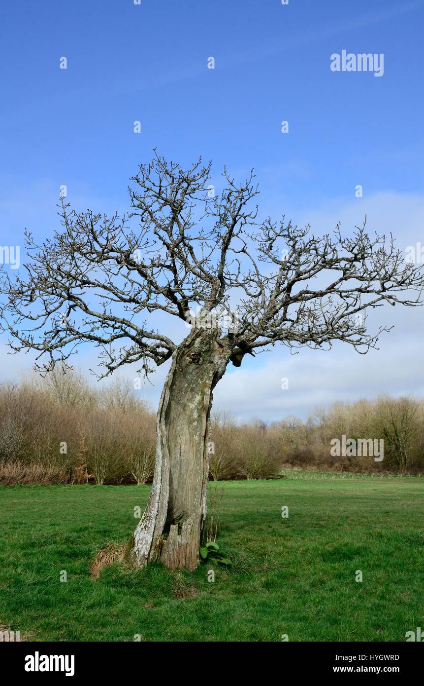 Alte verwittert Eiche im Winter Againstt einen blauen Himmel Carmarthenshire Wales Cymru UK GB Stockfoto