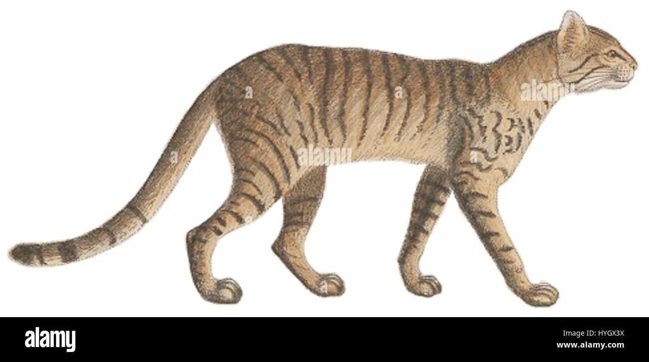 Der Druck „Felis caligata“ aus der Zeit 1700–1880 ist ein Bild der jaguarundi, einer exotischen Katzenart. Dieser Druck ist Teil der Sammlung Iconographia Zoologica, die sich an der Universität Amsterdam befindet. Stockfoto