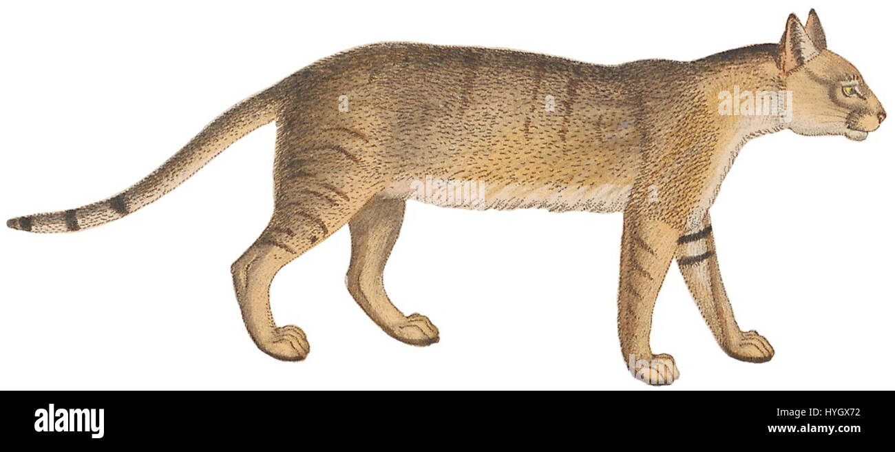 Der Druck „Felis chaus“ aus der Sammlung „Iconographia Zoologica“ (1700-1880) zeigt die Wildkatzenart Felis chaus. Sie ist Teil einer zoologischen Sammlung, die die Merkmale der Art und ihr wissenschaftliches Interesse hervorhebt. Stockfoto