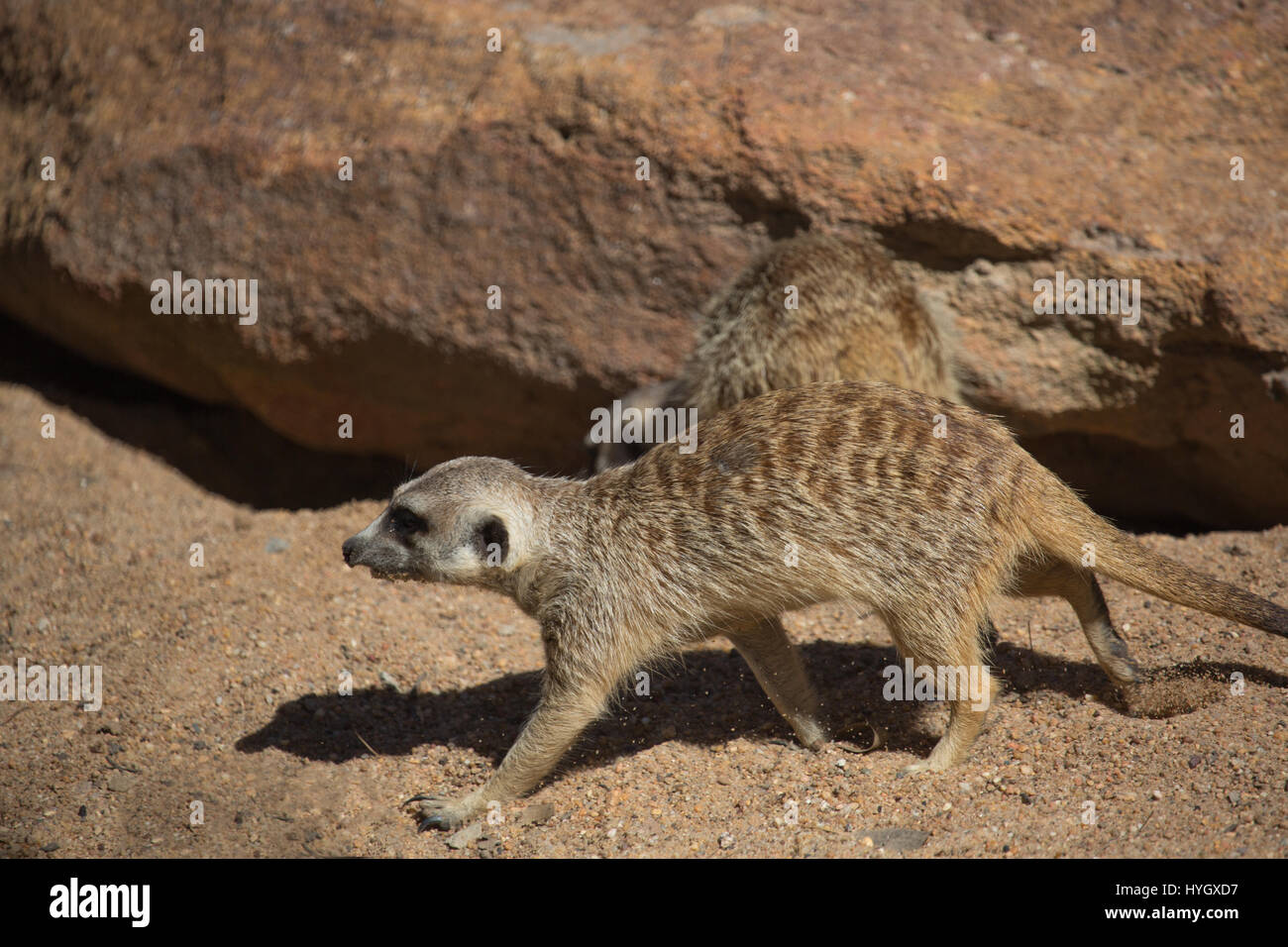 Erdmännchen zu Fuß Stockfoto