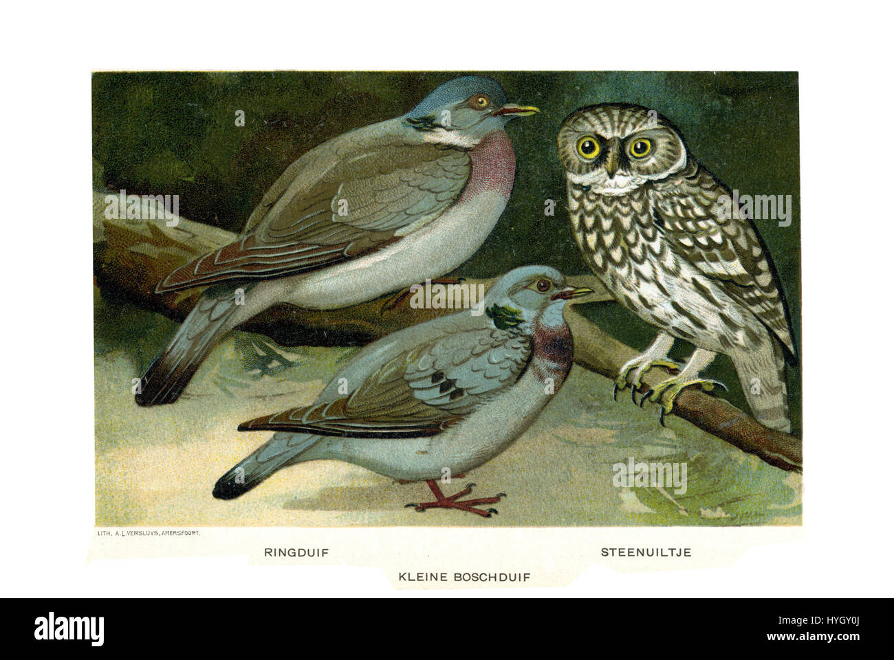 Jan van Oorts „Vogels“-Serie (Vögel) zeigt detaillierte Illustrationen verschiedener Vogelarten, die ihre einzigartigen Merkmale und Eigenschaften in einem naturalistischen Stil festhalten. Stockfoto