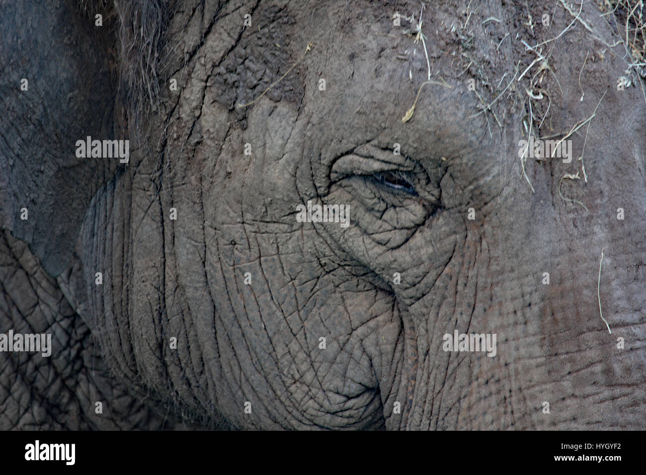 Indischer Elefant Augen- und Kopfbewegungen hautnah Stockfoto