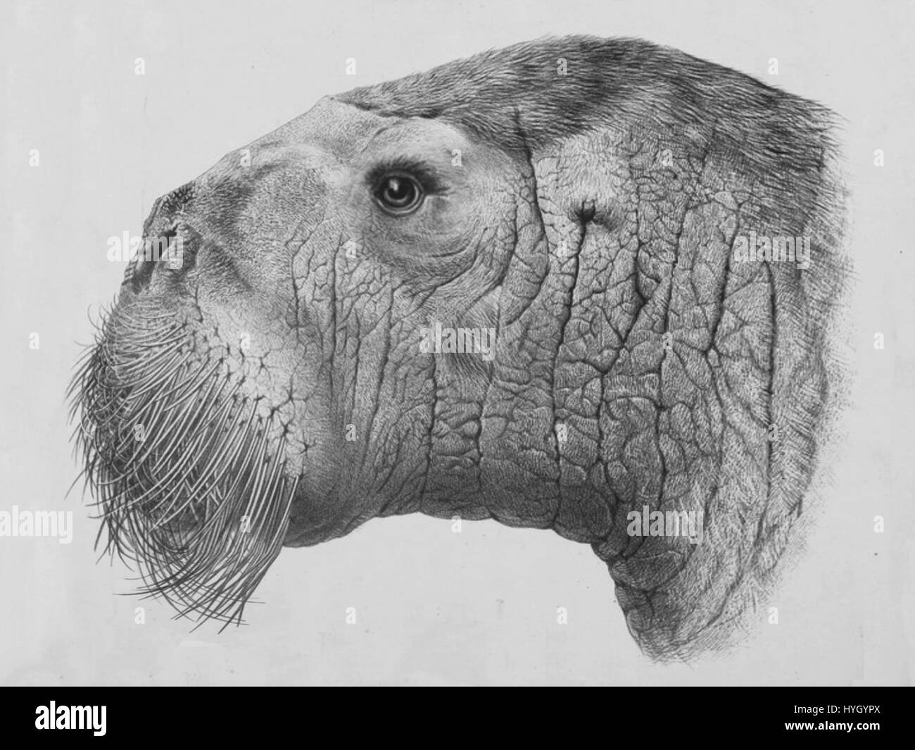 Protodobenus japonicus ist eine ausgestorbene Säugetierart, die mit dem heutigen Dugong und Seekühe verwandt ist. Sie lebte während des Miozäns und bietet Einblicke in die uralte Unterwasserwelt und die Entwicklung der Meeressäuger. Stockfoto