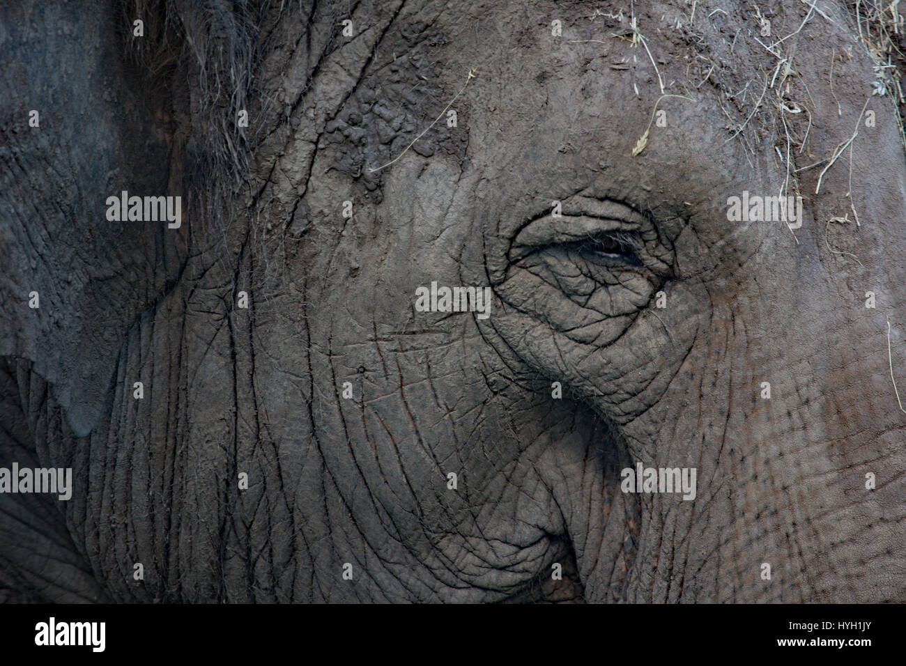 Indischer Elefant Augen- und Kopfbewegungen hautnah Stockfoto