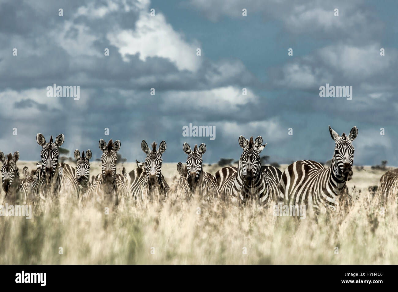 Herde von Zebra in der wilden Savanne, Serengeti, Afrika Stockfoto