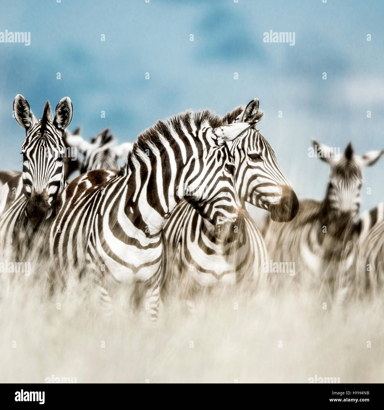 Herde von Zebra in der wilden Savanne, Serengeti, Afrika Stockfoto