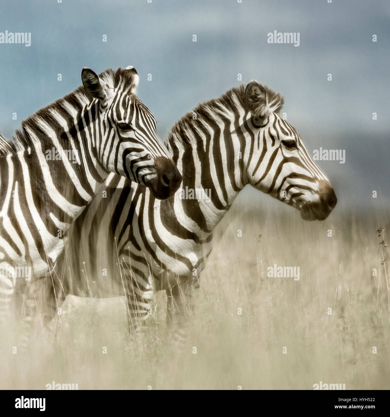 Zwei Zebras in der Savanne, Serengeti, Afrika Stockfoto