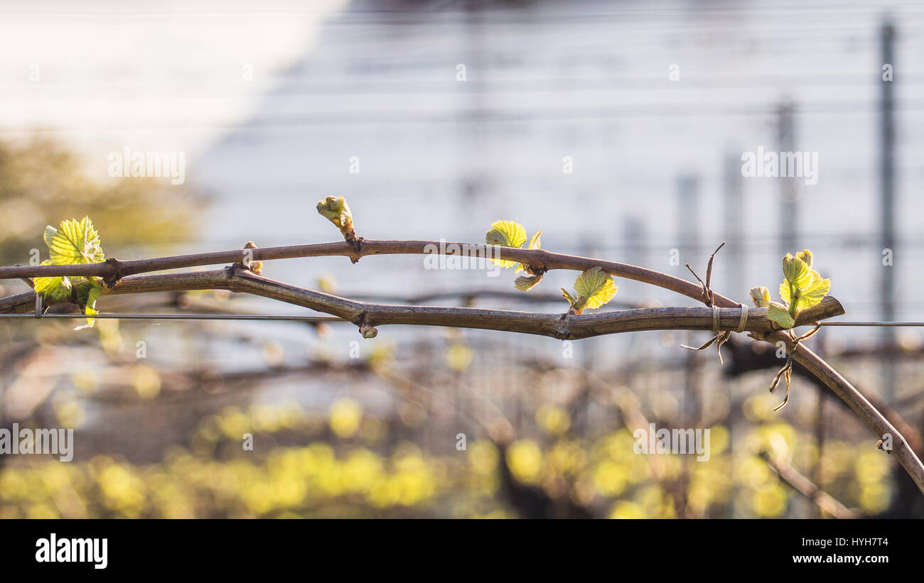 Weinberg im Frühling:Blätter auf gebogenem Baumzweig in der Landschaft.die Guyot-Methode der Weinbauausbildung.Trentino-Südtirol - Norditalien. Feder Stockfoto