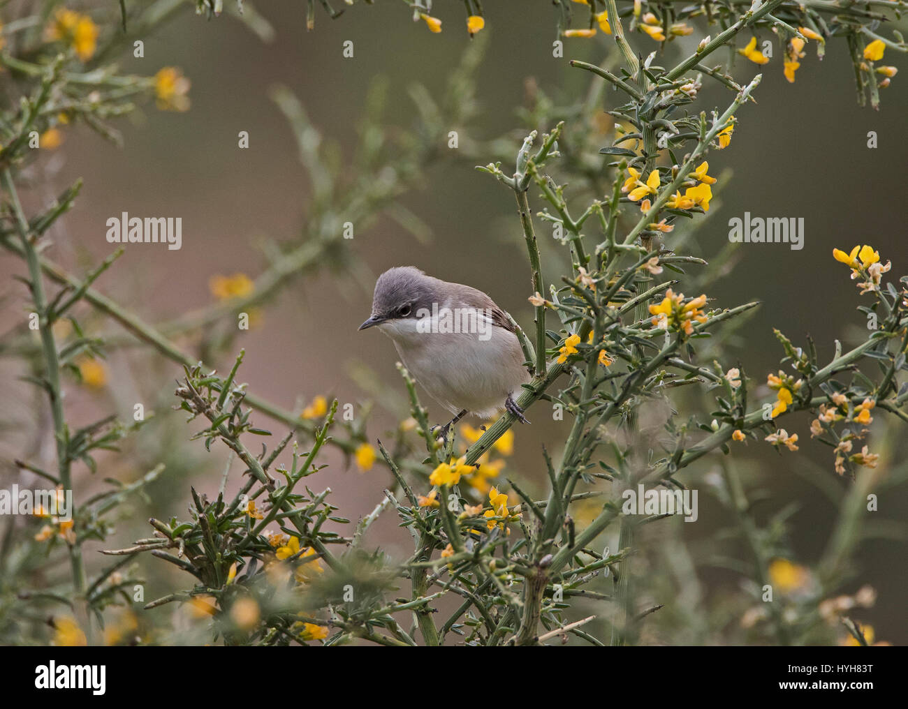 Lesser Whitethroat Sylvia Curruca thront auf Zweig während der migration Stockfoto