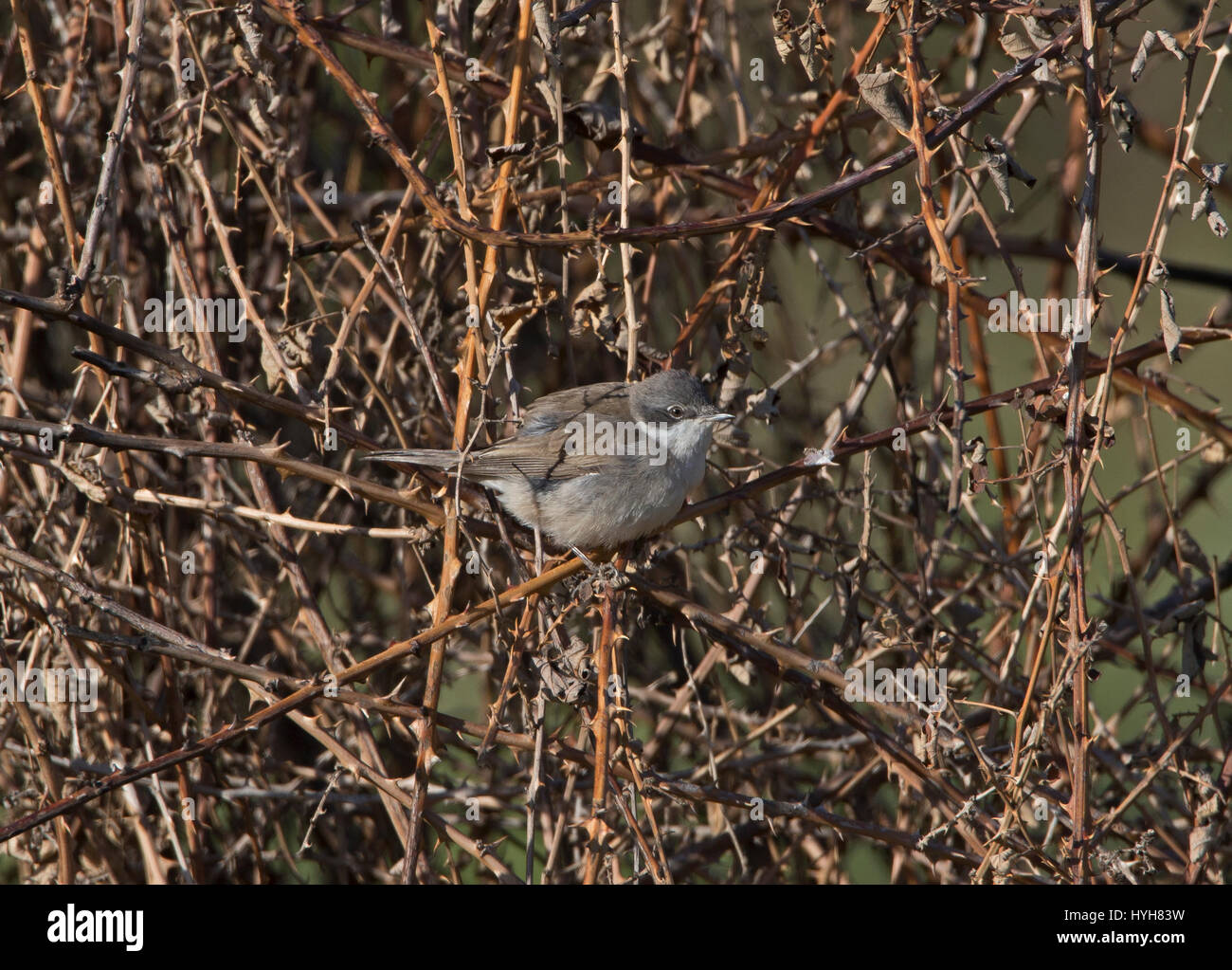 Lesser Whitethroat Sylvia Curruca thront auf Zweig während der migration Stockfoto
