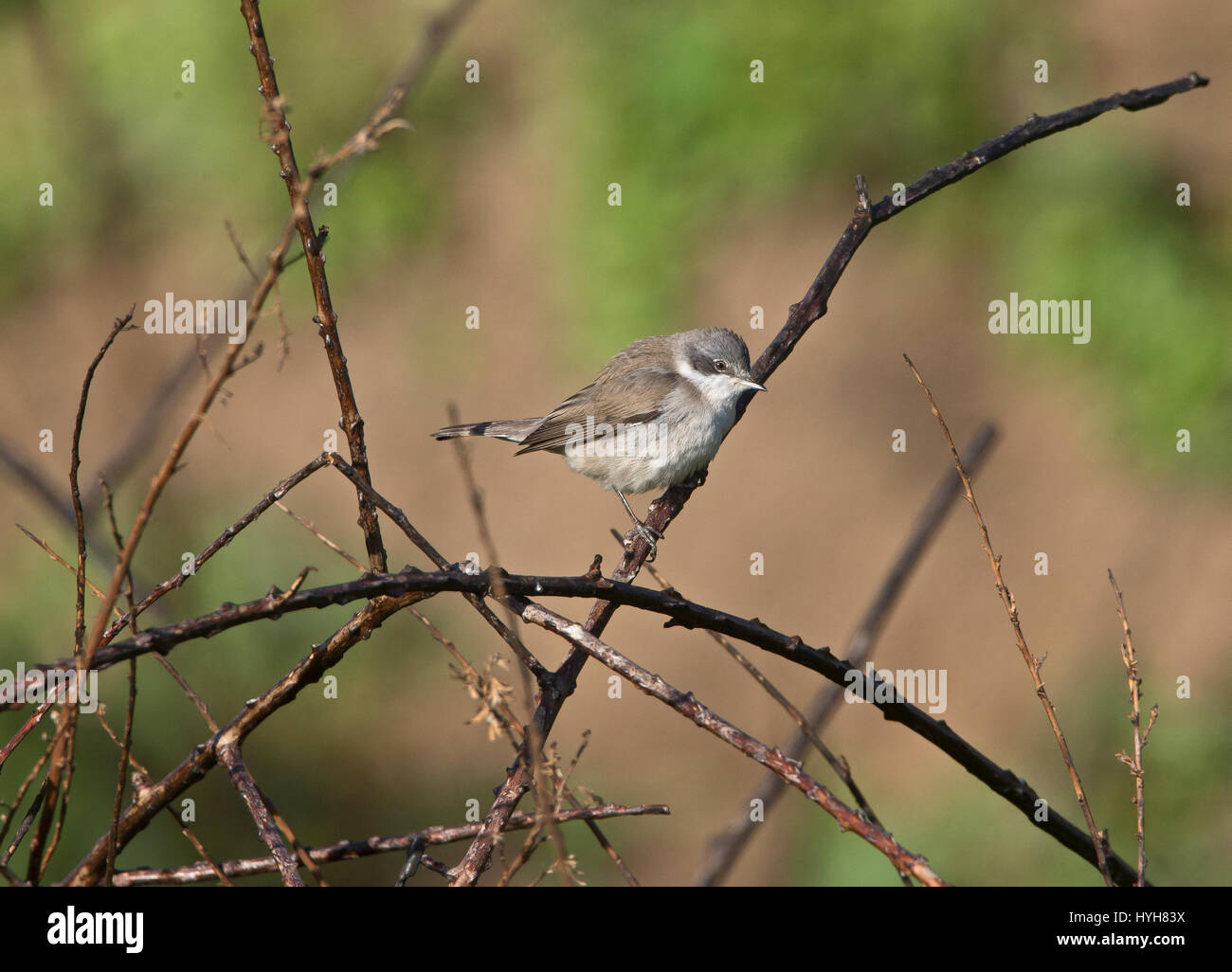 Lesser Whitethroat Sylvia Curruca thront auf Zweig während der migration Stockfoto