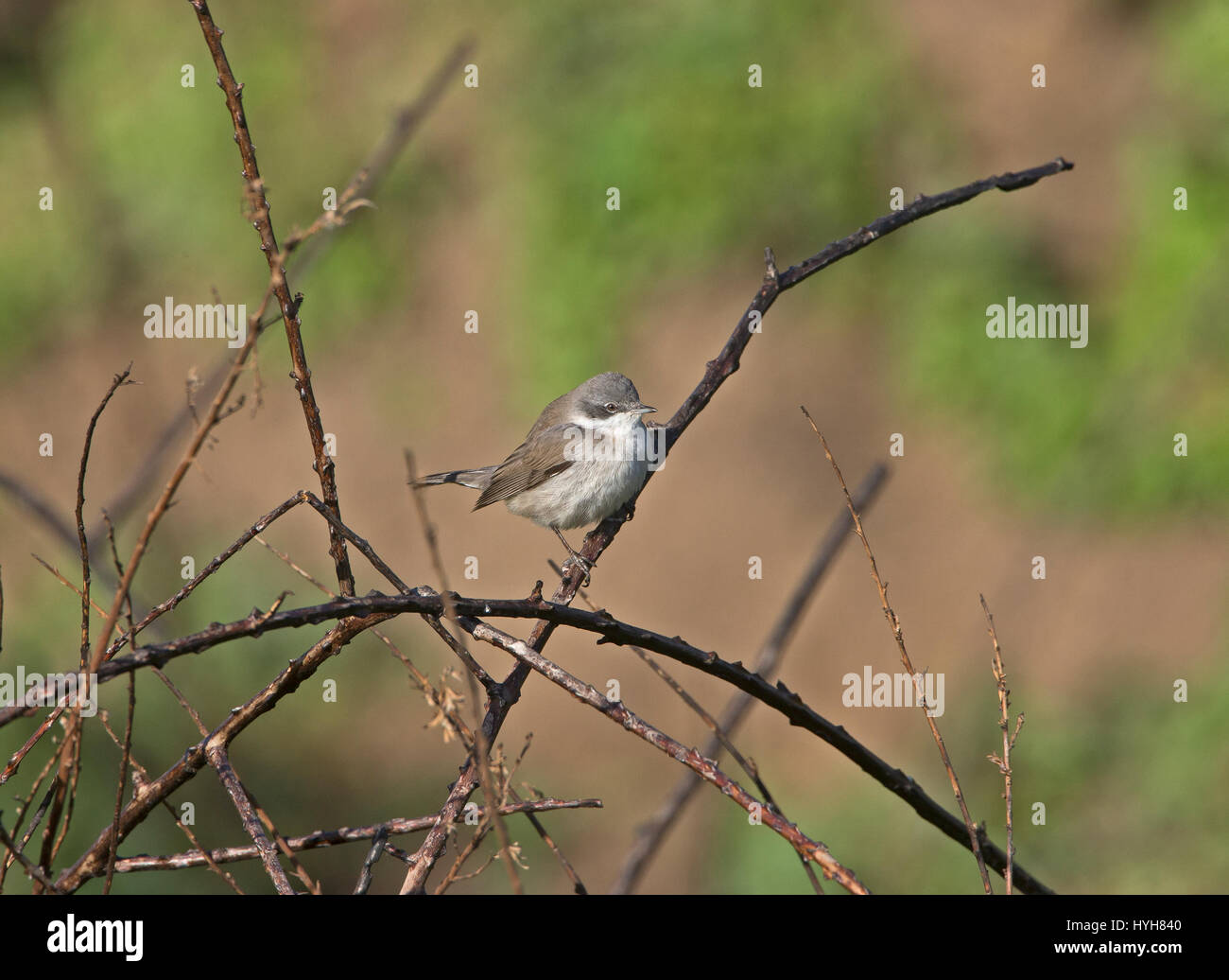 Lesser Whitethroat Sylvia Curruca thront auf Zweig während der migration Stockfoto