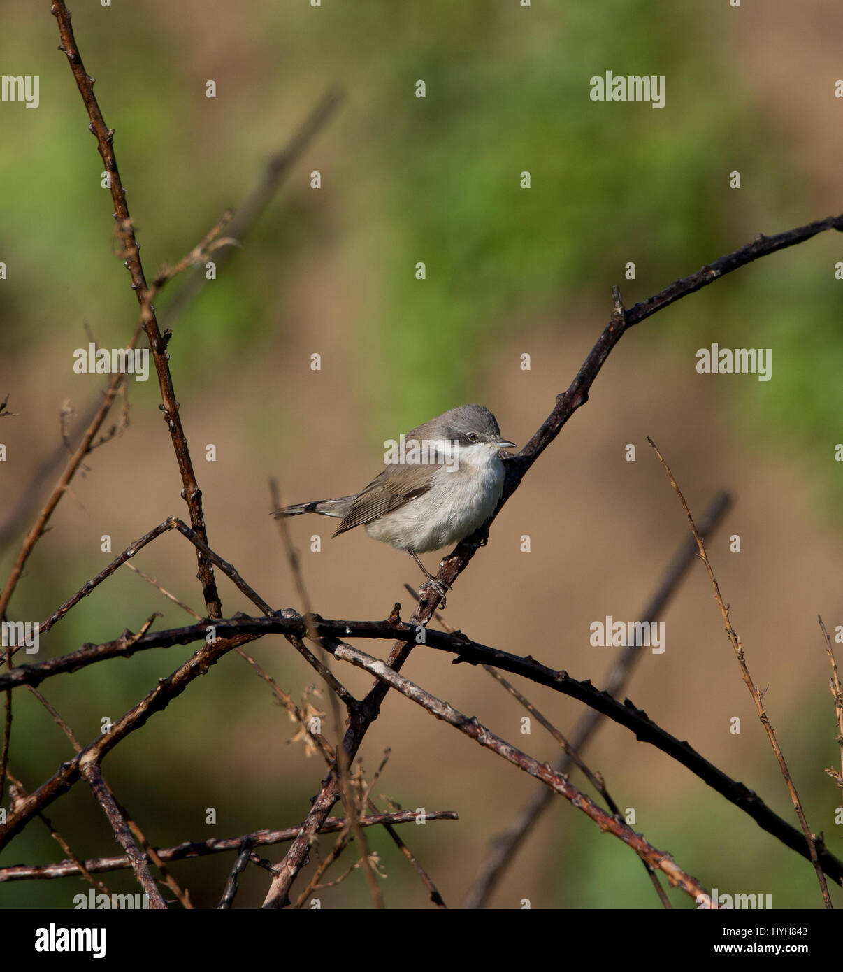 Lesser Whitethroat Sylvia Curruca thront auf Zweig während der migration Stockfoto