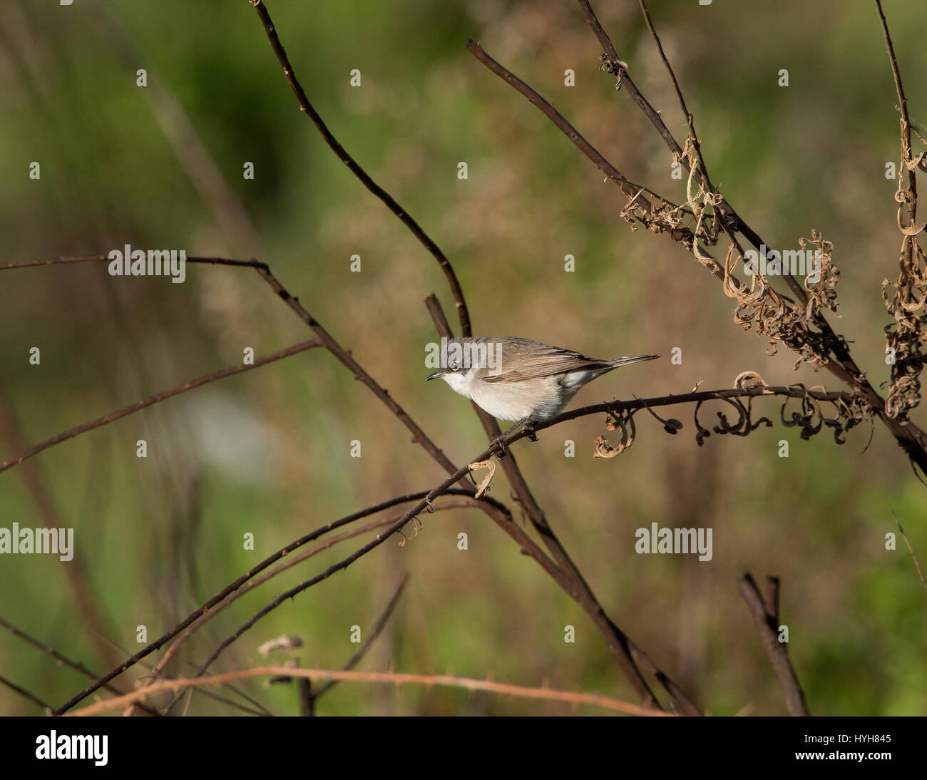 Lesser Whitethroat Sylvia Curruca thront auf Zweig während der migration Stockfoto