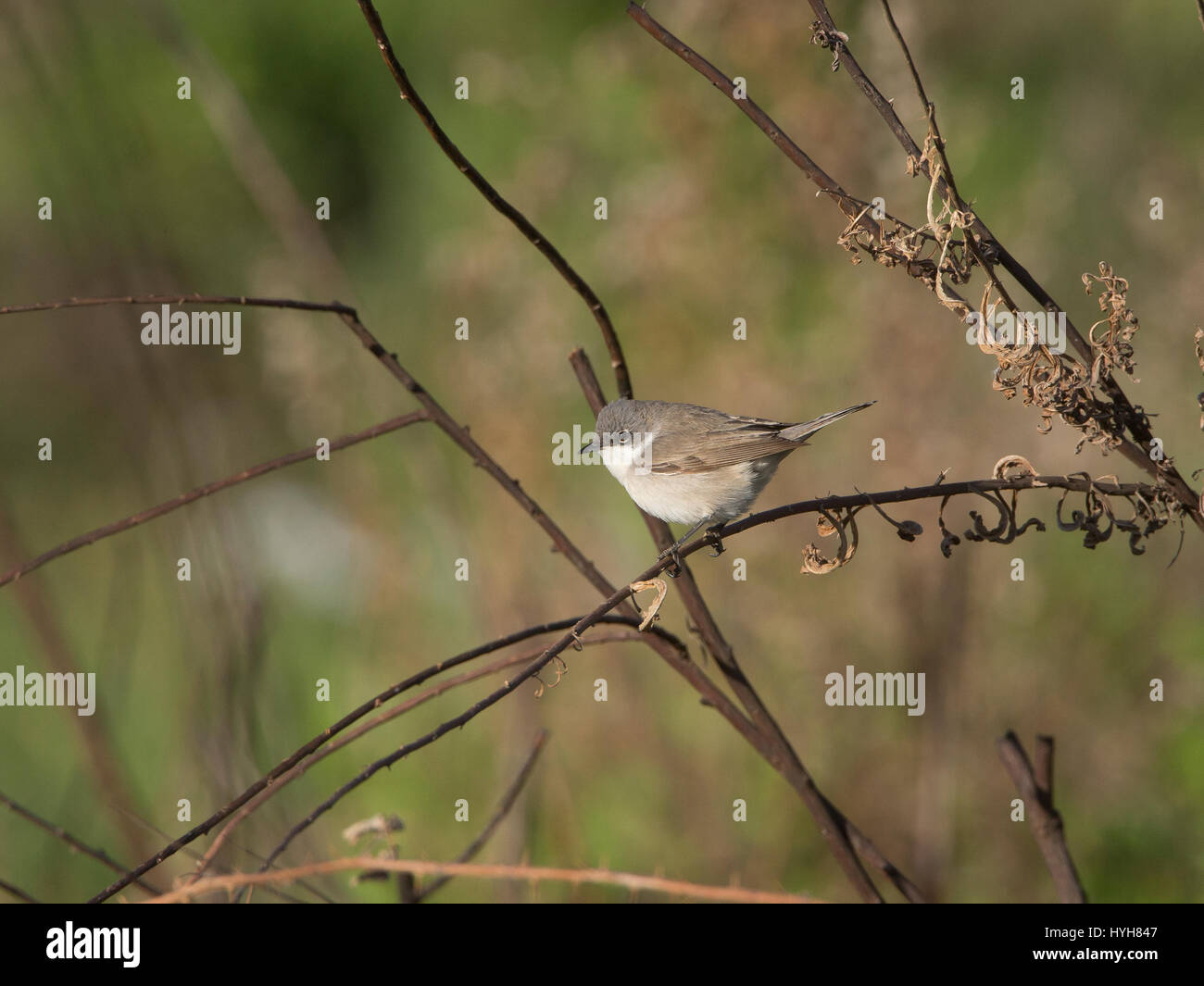 Lesser Whitethroat Sylvia Curruca thront auf Zweig während der migration Stockfoto
