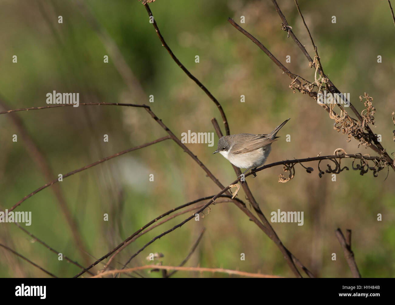 Lesser Whitethroat Sylvia Curruca thront auf Zweig während der migration Stockfoto