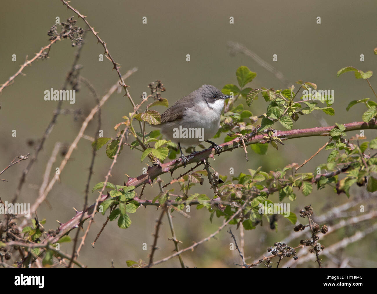 Lesser Whitethroat Sylvia Curruca thront auf Zweig während der migration Stockfoto