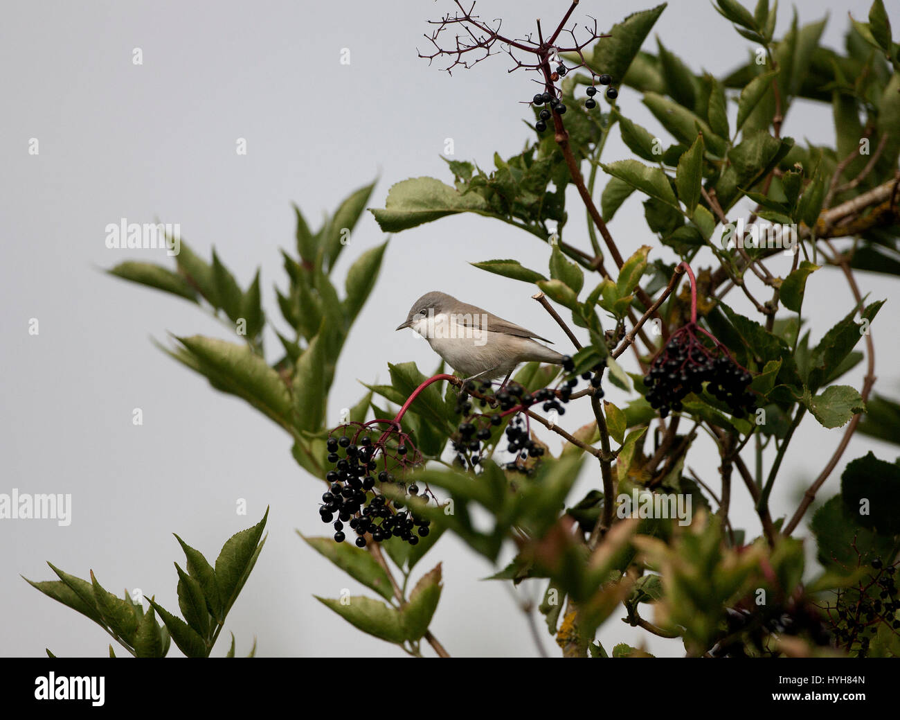 Lesser Whitethroat Sylvia Curruca thront auf Zweig während der migration Stockfoto