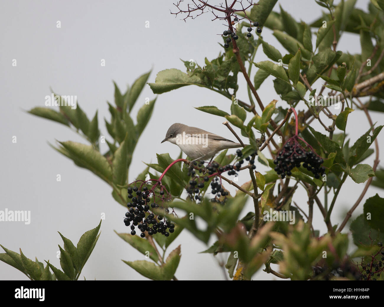 Lesser Whitethroat Sylvia Curruca thront auf Zweig während der migration Stockfoto