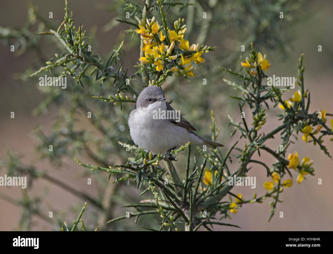 Lesser Whitethroat Sylvia Curruca thront auf Zweig während der migration Stockfoto